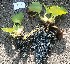  ( - AQPECKLNGP-2)  @11 [ ] C (2024) Akash mane Paul Hebert Centre for DNA barcoding and Biodiversity studies