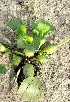  ( - AQPECMRPUNE-1)  @11 [ ] C (2024) Akash mane Paul Hebert Centre for DNA barcoding and Biodiversity studies