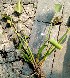  ( - AQPECPLMUM-1)  @11 [ ] C (2024) Akash mane Paul Hebert Centre for DNA barcoding and Biodiversity studies