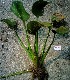  ( - AQPECPLMUM-2)  @11 [ ] C (2024) Akash mane Paul Hebert Centre for DNA barcoding and Biodiversity studies