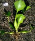  ( - AQPECRLKOP-2)  @11 [ ] C (2024) Akash mane Paul Hebert Centre for DNA barcoding and Biodiversity studies