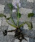  (Pontederia - AQPECZRCD-1)  @11 [ ] C (2024) Akash mane Paul Hebert Centre for DNA barcoding and Biodiversity studies