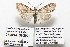  (Meganola sp. HLK - 25009-COI-2020)  @11 [ ] Copyright (2020) Hugo Kons Jr LepBio, LLC
