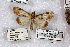 (Audea paulumnodosa - 26023-240484-GH)  @11 [ ] Copyright (2020) Robert Borth LepBio, LLC