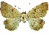  (Ctenusa pallida - 27088-260422-MA)  @11 [ ] Copyright (2024) Robert Borth Unspecified