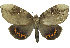  (Gloriana dentilinea - 27089-010721-CH)  @11 [ ] Copyright (2024) Robert Borth Unspecified