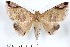  ( - 27131-101121-TH)  @11 [ ] Copyright (2024) Robert Borth Unspecified