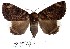  ( - 27135-180423-UG)  @11 [ ] Copyright (2024) Robert Borth Unspecified
