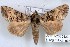  ( - 27151-2000423-UG)  @11 [ ] Copyright (2024) Robert Borth Unspecified