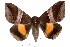  ( - 27162-161123-TH)  @11 [ ] Copyright (2024) Robert Borth Unspecified