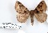  (Dysgonia prorasigna - 27164-271119-UG)  @11 [ ] Copyright (2024) Robert Borth Unspecified