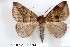  (Dysgonia humilis - 27165-251119-UG)  @11 [ ] Copyright (2024) Robert Borth Unspecified