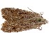  ( - 27195-050516-FL)  @11 [ ] Copyright (2024) Hugo Kons Jr Unspecified