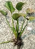  ( - ECPL_2)  @11 [ ] Copyright (2025) AKASH MANE Paul Hebert Centre for DNA Barcoding and Biodiversity Studies