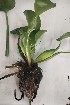  ( - ECPL_4)  @11 [ ] Copyright (2025) Akash Mane Paul Hebert Centre for DNA Barcoding and Biodiversity Studies