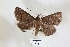  ( - USNM ENT 01016361)  @11 [ ] CreativeCommons  Attribution Non-Commercial Share-Alike (2019) Binatang Research Centre Binatang Research Centre