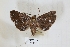  ( - USNM ENT 00796588)  @11 [ ] CreativeCommons  Attribution Non-Commercial Share-Alike (2019) Binatang Research Centre Binatang Research Centre