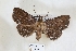  ( - USNM ENT 00799878)  @11 [ ] CreativeCommons  Attribution Non-Commercial Share-Alike (2019) Binatang Research Centre Binatang Research Centre