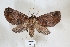  ( - USNM ENT 00930245)  @11 [ ] CreativeCommons  Attribution Non-Commercial Share-Alike (2019) Binatang Research Centre Binatang Research Centre