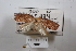  ( - USNM ENT 00930389)  @11 [ ] CreativeCommons  Attribution Non-Commercial Share-Alike (2019) Binatang Research Centre Binatang Research Centre