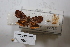  ( - USNM ENT 00931786a)  @11 [ ] CreativeCommons  Attribution Non-Commercial Share-Alike (2019) Binatang Research Centre Binatang Research Centre