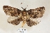  ( - USNM ENT 00796614)  @11 [ ] CreativeCommons  Attribution Non-Commercial Share-Alike (2019) Binatang Research Centre Binatang Research Centre