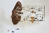  ( - USNM ENT 00796617a)  @11 [ ] CreativeCommons  Attribution Non-Commercial Share-Alike (2019) Binatang Research Centre Binatang Research Centre