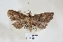  ( - USNM ENT 00796782)  @11 [ ] CreativeCommons  Attribution Non-Commercial Share-Alike (2019) Binatang Research Centre Binatang Research Centre