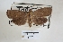  ( - USNM ENT 00799540a)  @11 [ ] CreativeCommons  Attribution Non-Commercial Share-Alike (2019) Binatang Research Centre Binatang Research Centre
