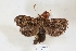  ( - USNM ENT 00799566)  @11 [ ] CreativeCommons  Attribution Non-Commercial Share-Alike (2019) Binatang Research Centre Binatang Research Centre