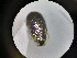  ( - B8_WB2999)  @11 [ ] CreativeCommons  Attribution Share-Alike (2021) M. Volf Biology Center CAS, Institute of Entomology