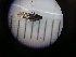  ( - WH2549_A09)  @11 [ ] CreativeCommons  Attribution Share-Alike (2022) M. Volf Biology Center CAS, Institute of Entomology