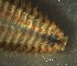  ( - C01_1487004)  @11 [ ] CreativeCommons  Attribution Non-Commercial (2018) Unspecified The Smithsonian Institution National Museum of Natural History, Department of Invertebrate Zoology
