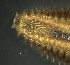  ( - C01_1487004)  @11 [ ] CreativeCommons  Attribution Non-Commercial (2018) Unspecified The Smithsonian Institution National Museum of Natural History, Department of Invertebrate Zoology