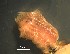  ( - C01_1487004)  @11 [ ] CreativeCommons  Attribution Non-Commercial (2018) Unspecified The Smithsonian Institution National Museum of Natural History, Department of Invertebrate Zoology