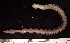  ( - D01_1487005)  @11 [ ] CreativeCommons  Attribution Non-Commercial (2018) Unspecified The Smithsonian Institution National Museum of Natural History, Department of Invertebrate Zoology