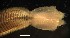  ( - D01_1487005)  @11 [ ] CreativeCommons  Attribution Non-Commercial (2018) Unspecified The Smithsonian Institution National Museum of Natural History, Department of Invertebrate Zoology