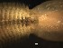  ( - D01_1487005)  @11 [ ] CreativeCommons  Attribution Non-Commercial (2018) Unspecified The Smithsonian Institution National Museum of Natural History, Department of Invertebrate Zoology
