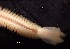  ( - D01_1487005)  @11 [ ] CreativeCommons  Attribution Non-Commercial (2018) Unspecified The Smithsonian Institution National Museum of Natural History, Department of Invertebrate Zoology