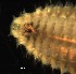  ( - F01_1487006)  @11 [ ] CreativeCommons  Attribution Non-Commercial (2018) Unspecified The Smithsonian Institution National Museum of Natural History, Department of Invertebrate Zoology