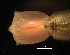  ( - F01_1487006)  @11 [ ] CreativeCommons  Attribution Non-Commercial (2018) Unspecified The Smithsonian Institution National Museum of Natural History, Department of Invertebrate Zoology
