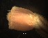  ( - F01_1487006)  @11 [ ] CreativeCommons  Attribution Non-Commercial (2018) Unspecified The Smithsonian Institution National Museum of Natural History, Department of Invertebrate Zoology