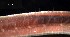  ( - C03_1487018)  @11 [ ] CreativeCommons  Attribution Non-Commercial (2018) Unspecified The Smithsonian Institution National Museum of Natural History, Department of Invertebrate Zoology