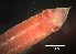  ( - D03_1487019)  @11 [ ] CreativeCommons  Attribution Non-Commercial (2018) Unspecified The Smithsonian Institution National Museum of Natural History, Department of Invertebrate Zoology
