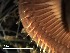  ( - E05_1487022)  @11 [ ] CreativeCommons  Attribution Non-Commercial (2018) Unspecified The Smithsonian Institution National Museum of Natural History, Department of Invertebrate Zoology