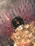  ( - H03_1487045)  @11 [ ] CreativeCommons  Attribution Non-Commercial (2018) Unspecified The Smithsonian Institution National Museum of Natural History, Department of Invertebrate Zoology