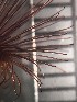  ( - H03_1487045)  @11 [ ] CreativeCommons  Attribution Non-Commercial (2018) Unspecified The Smithsonian Institution National Museum of Natural History, Department of Invertebrate Zoology