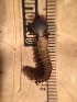  ( - H03_1487045)  @11 [ ] CreativeCommons  Attribution Non-Commercial (2018) Unspecified The Smithsonian Institution National Museum of Natural History, Department of Invertebrate Zoology