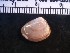  ( - OIMB_065)  @11 [ ] CreativeCommons  Attribution Non-Commercial (2018) Unspecified The Smithsonian Institution National Museum of Natural History, Department of Invertebrate Zoology