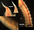  ( - OIMB_070)  @11 [ ] CreativeCommons  Attribution Non-Commercial (2018) Unspecified The Smithsonian Institution National Museum of Natural History, Department of Invertebrate Zoology